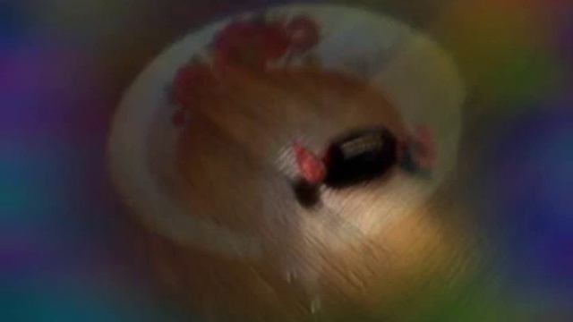 Я себе готовлю абед !!! ребята я вижу и вы виде те это же конфета радуке смотреть онлайн