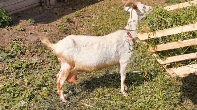 Рацион кормления коз и козлят в домашних условиях // "Мое Подворье" смотреть онлайн
