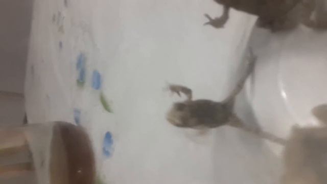 Танцы лягушки смотреть онлайн