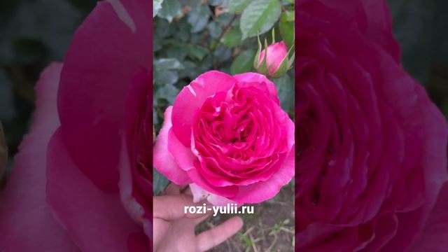 “Цикламен Пьер де Ронсар» плетистая Роза селекции Meilland? #саженцыроз #розывсаду смотреть онлайн