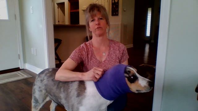 How to correctly put Happy Hoodie on a dog's head смотреть онлайн