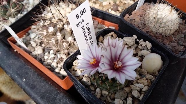 Cacteen.Пересадка огромных столбовидных кактусов.Цветение кактусов началось.. смотреть онлайн