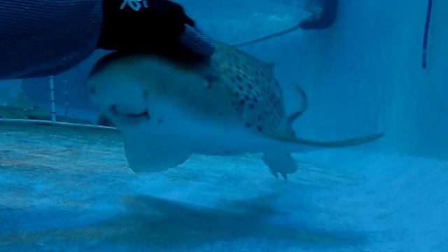 Зебровая акула в приморском океанариуме смотреть онлайн