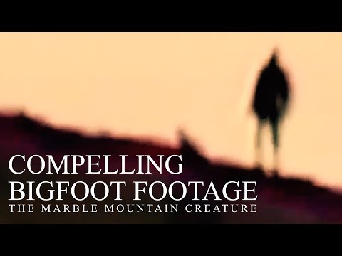 COMPELLING BIGFOOT FOOTAGE