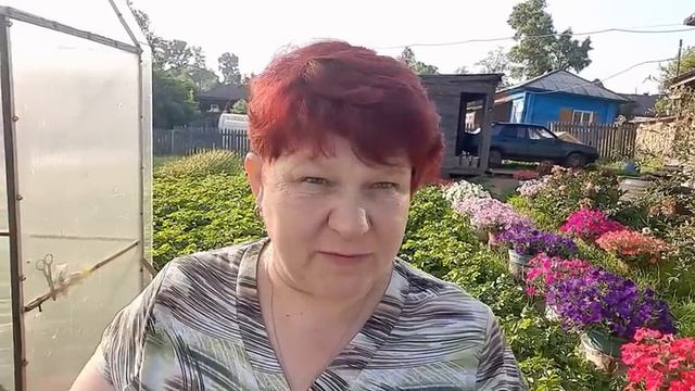 КАБАЧКИ в миг Пойдут в Рост ❗❗ Правильно ФОРМИРУЕМ КАБАЧКИ и Вносим Необходимые УДОБРЕНИЯ ?? смотреть онлайн