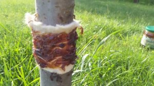 КАК БОРОТЬСЯ с МУРАВЬЯМИ и ТЛЕЙ на деревьях! ДЕШЕВЫЙ и ПРОСТОЙ способ. ПРОВЕРЕННО!