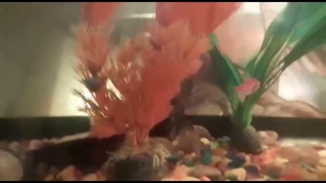 ПОЙМАЛИ НАЛИМА\КОТЛЕТЫ С ПЮРЕ\УБОРКА,ОБОИ\ смотреть онлайн