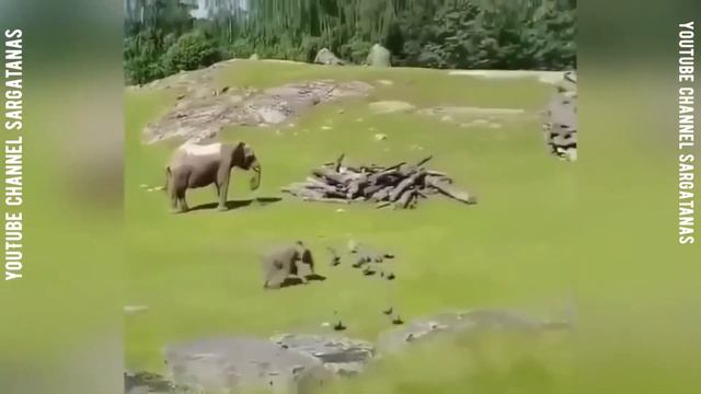 15 минут Прикольных домашних животных! 2 часть смотреть онлайн