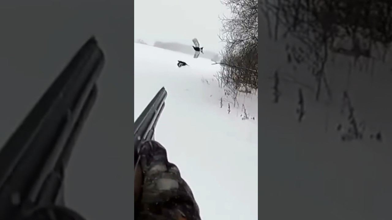 Охота на тетерева на лунках… #shorts #охотанатетерева #охота смотреть онлайн