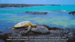 Как оборудовать террариум для сухопутной черепахи