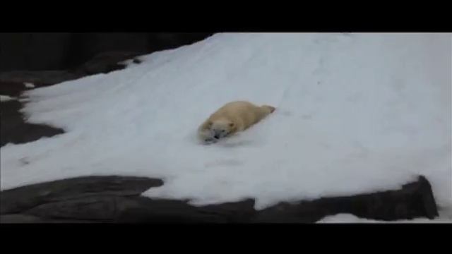 МЕДВЕДЕВ НА ВЕЛОСИПЕДЕ! смотреть онлайн