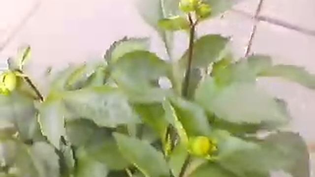 Георгины однолетние, зацветающие, 29 мая. смотреть онлайн