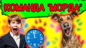 Как научить собаку команде «Морда»