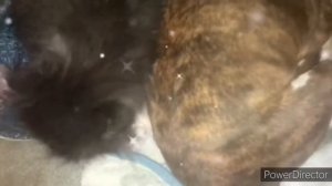 Какая прелесть 😍. Я смотрела и плакала 😂 от умиления ❤️