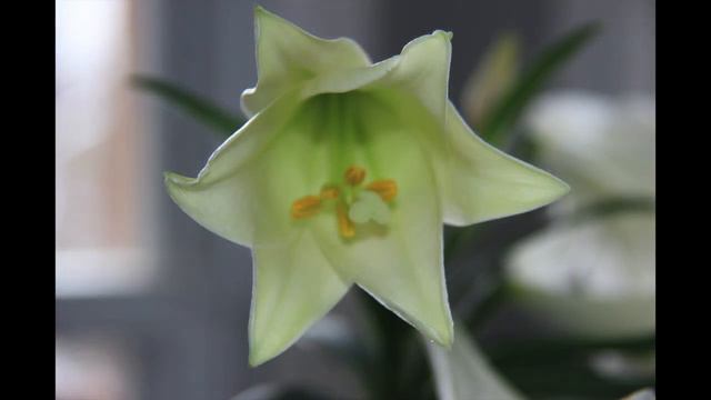 Easter Lily Time Lapse смотреть онлайн