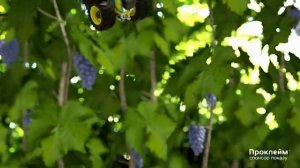 Prokleym (Syngenta)'10/Проклейм (Syngenta)'10