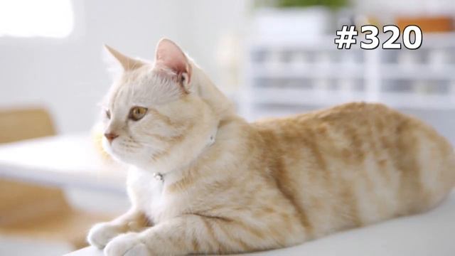 #320. Кошки (В мире животных) смотреть онлайн