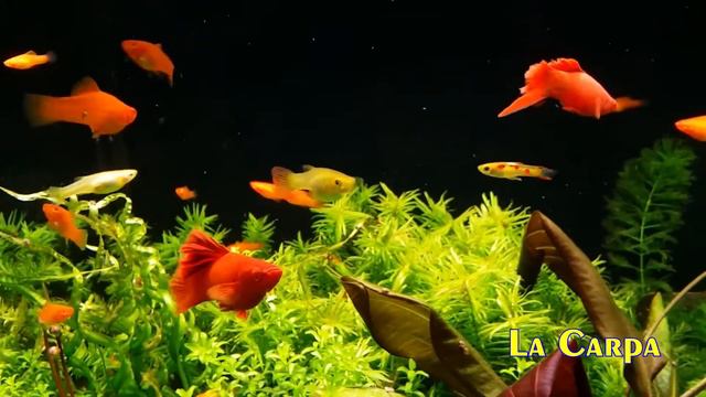 Documental Pez Cola de Espada (Xiphophorus Hellerii) смотреть онлайн