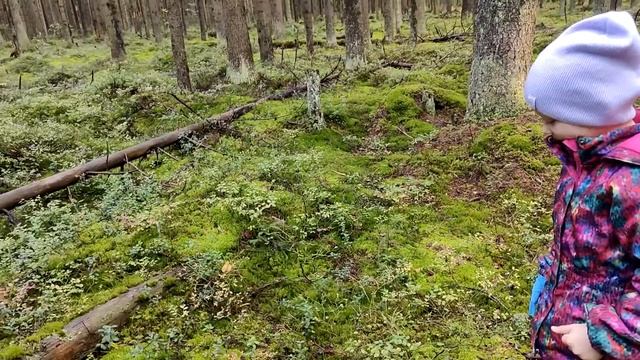 Теперь мы Грибники. Грибы 2022г. #АК23#АпрельнаКухне# смотреть онлайн