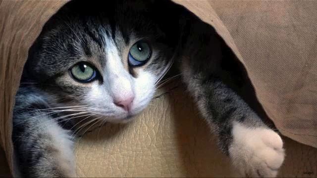 Музыка для девичника. Прикольное видео. Мурашки по... смотреть онлайн