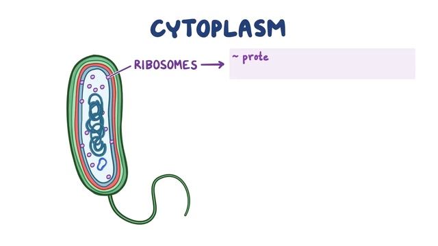 Bacterial Structure and Functions смотреть онлайн