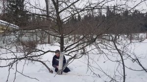 Как обрезать яблоню весной. Пошаговая инструкция по обрезке садовых деревьев.