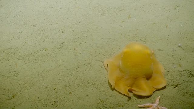 Adorable Flapjack Octopus | Nautilus Live смотреть онлайн