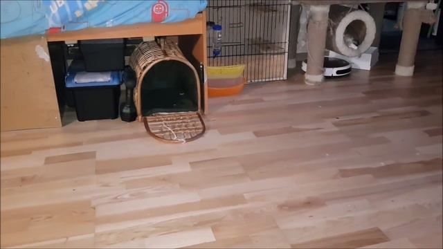 Беляша и маленький домик. смотреть онлайн