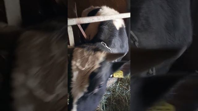 Самодельная сенодробилка своими руками.Часть 2 смотреть онлайн