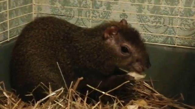 Агути Леонид смотреть онлайн