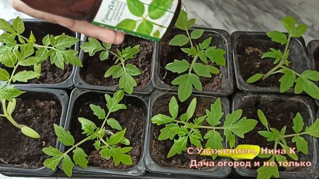 ВСЕГО ОДИН КОЛПАЧОК ЭТОЙ ПОДКОРМКИ ДЛЯ РАССАДЫ! ОТ ЭТОГО УДОБРЕНИЯ РАССАДА БУДЕТ ТОЛСТАЯ И ЗДОРОВАЯ смотреть онлайн