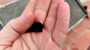 Греется машина приора дело в радиаторе