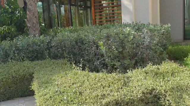 Jumeirah Al Naseem 5 любимый отель в Дубае #jumeirah #дубай