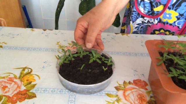 Бархатцы. Бархатцы на рассаду. смотреть онлайн
