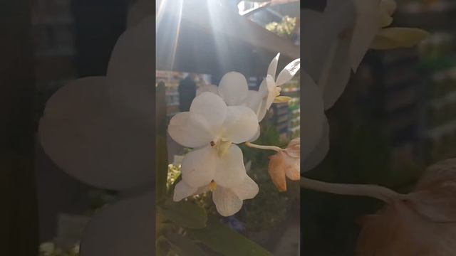 Обзор растений OBI Орхидея ванда уценка 10€ 😍😍😍 #plant #orchid #obi #plant #toruń смотреть онлайн