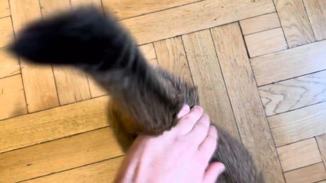 Шотландская вислоухая кошечка встает на задние лапы. смотреть онлайн