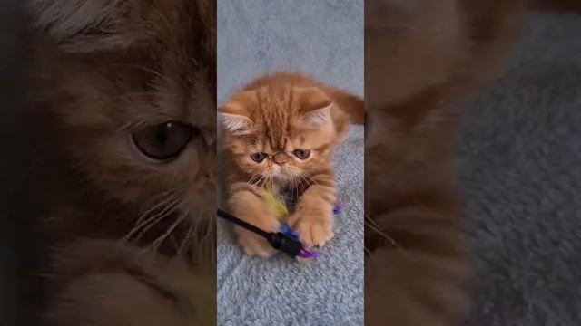Рыжий экзот Жасмина. Exotic Shorthair Kitten Zhasmina