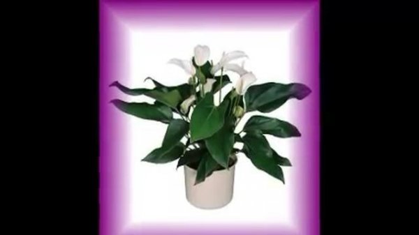 Anturie (Anthurium andreanum)