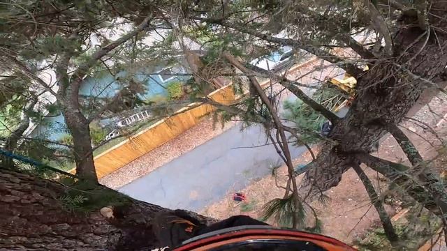 Basic Tools and Techniques for Tree Removal смотреть онлайн