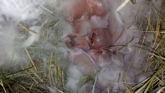 Окрол КЛФ (12 штук) в резервной клетке в яме зимой в конце декабря. смотреть онлайн