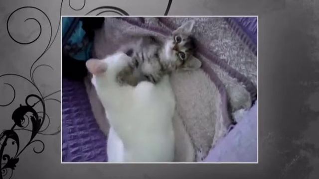фунтик и белый смотреть онлайн