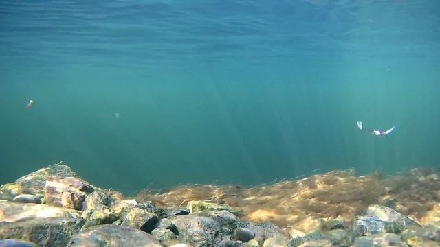 Канадская блесна для зимней рыбалки Williams Ice Jig 14грБлесна которую любит щука смотреть онлайн