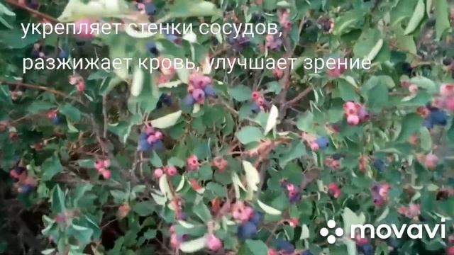 #ирга #ягода Ирга -ягода здоровья!!! Обзор и дегустация смотреть онлайн
