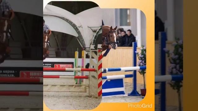 Буденновская порода самый самый смотреть онлайн