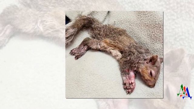 Бедное существо было в жутком состоянии – оно было облито монтажной пеной и с трудом передвигалось