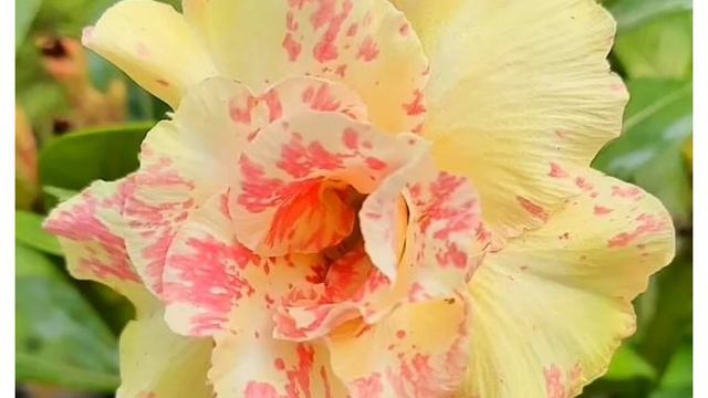 Adenium Colours