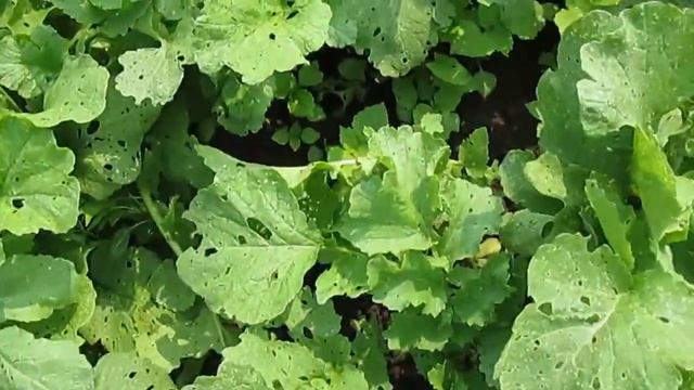 Прореживание чёрной редьки смотреть онлайн