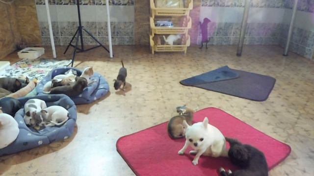 Щенки породы ЧИХУАХУА Нетанья Ирис веселится / купить щенка в питомнике РКФ Мари Мистик ПРОДАЮ ЧИХУ смотреть онлайн
