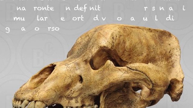 Arctodus simus, l'orso gigante смотреть онлайн