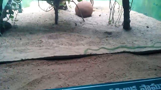 India's Biggest Cobra in Zoo Park Hyderabad смотреть онлайн